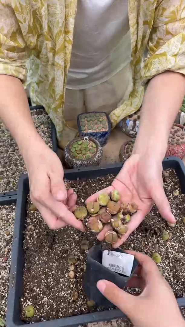 9-325多肉植物肉锥