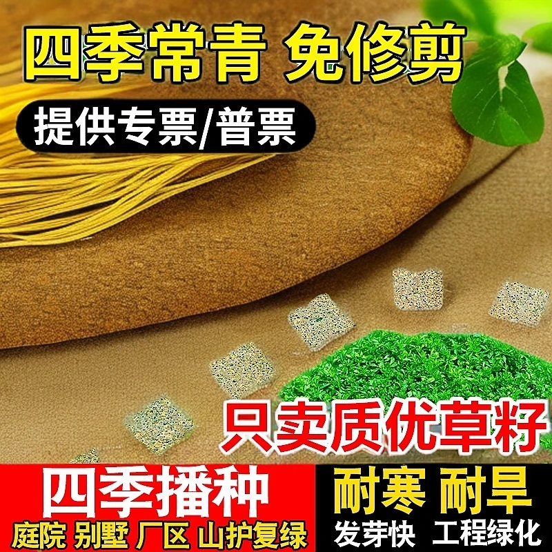 高质放青松绿植四季常青护坡草籽马尼拉黑麦草狗牙根庭院草坪绿化