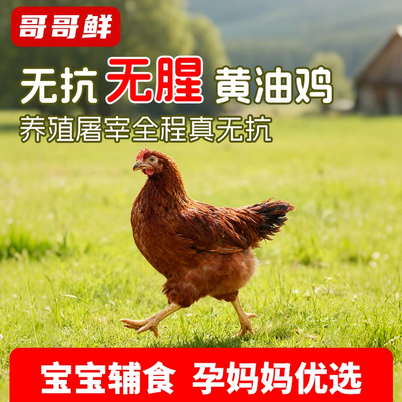 哥哥鲜无抗黄油鸡整鸡鸡肉生鲜宝宝辅食无腥味10分钟清水煮高蛋白