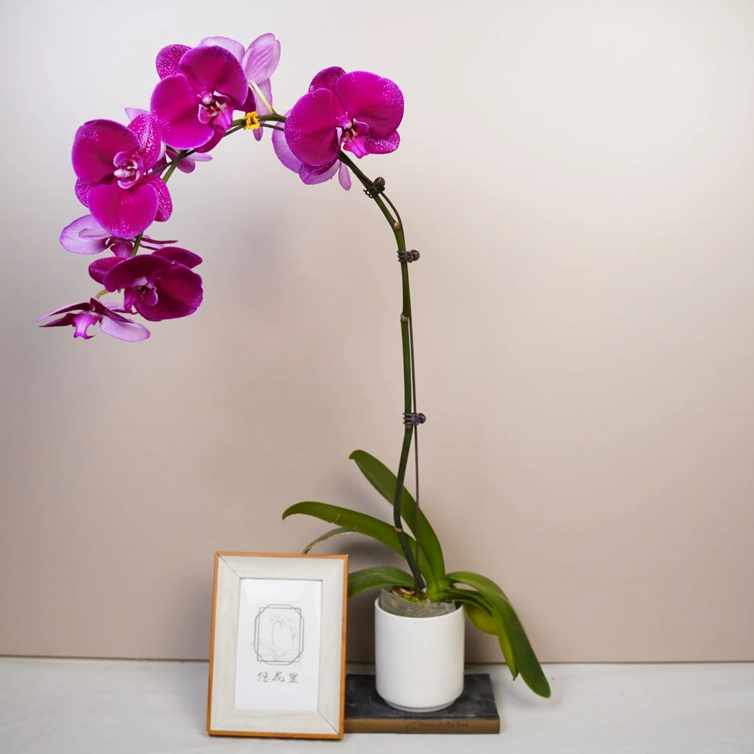 悠花里蝴蝶兰（3.0寸）【科隆大黑】全花发货