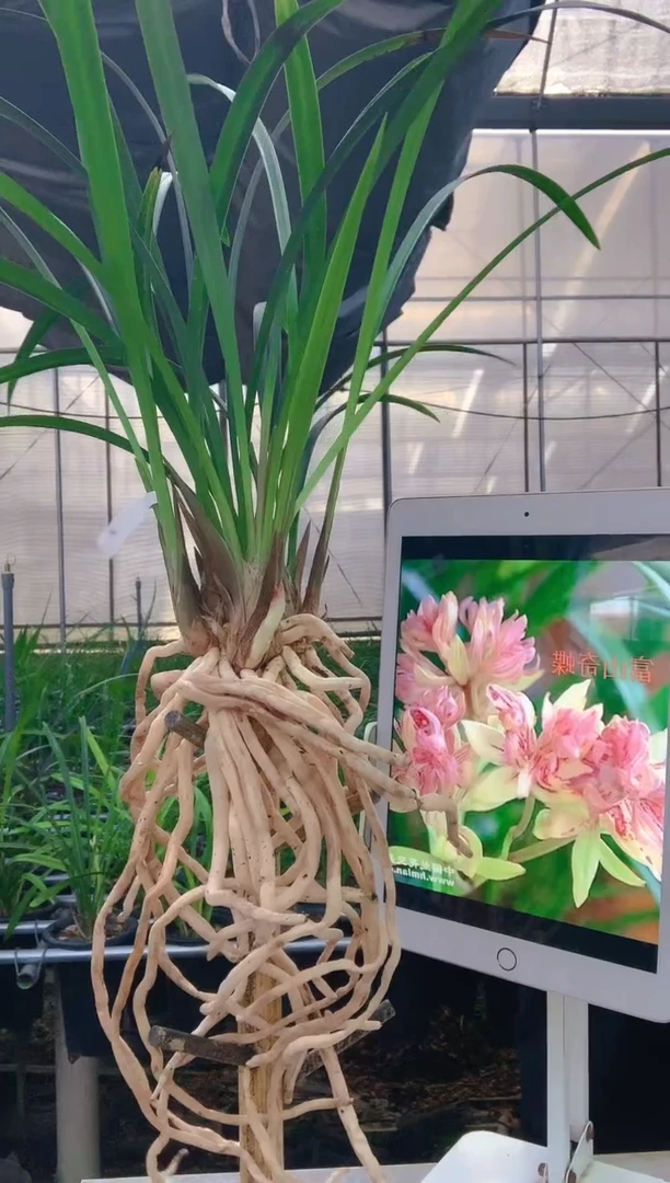 当前无花朵，栽培后可花朵平*富山奇蝶