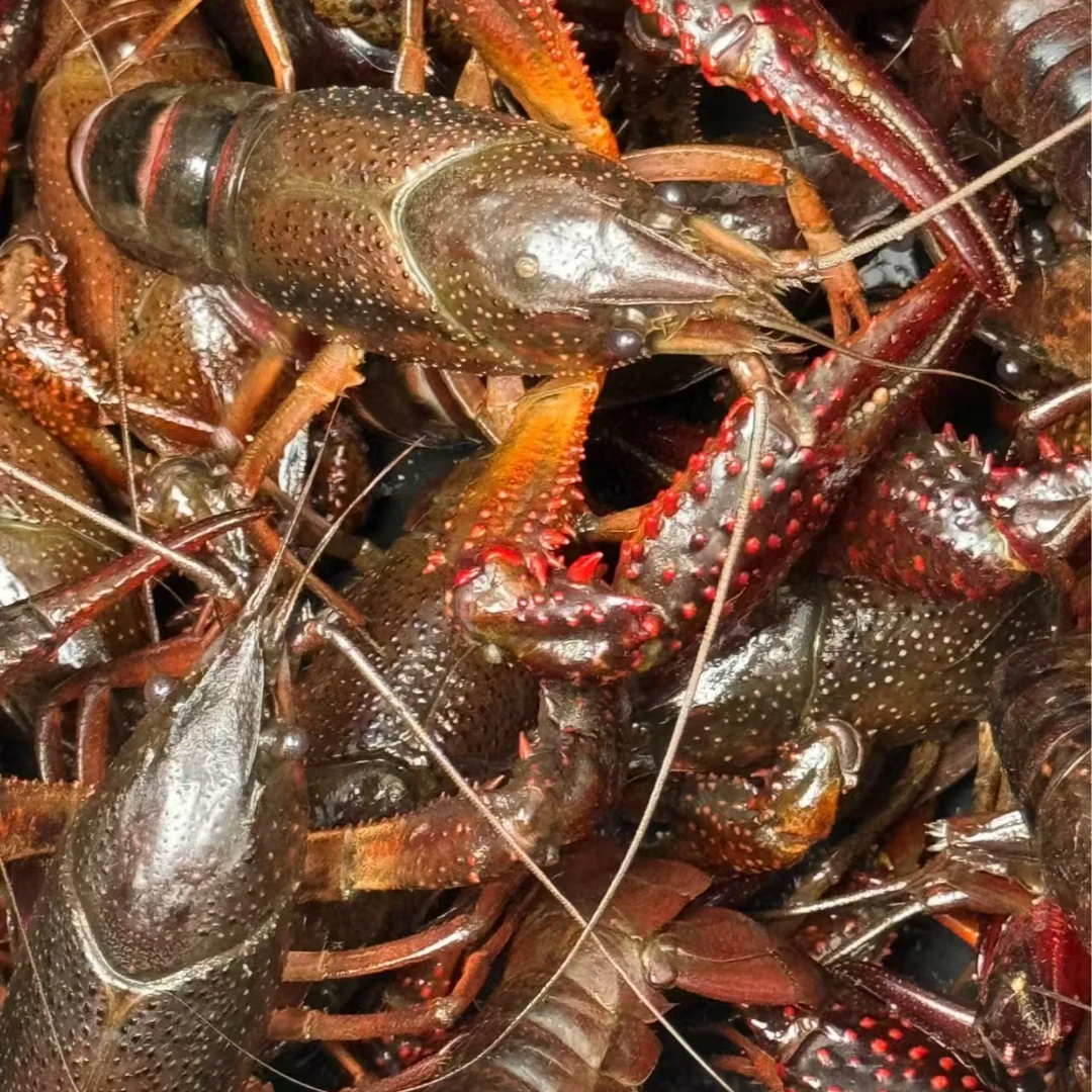 生猛小龙虾 五斤中虾 包剪洗（送料包）