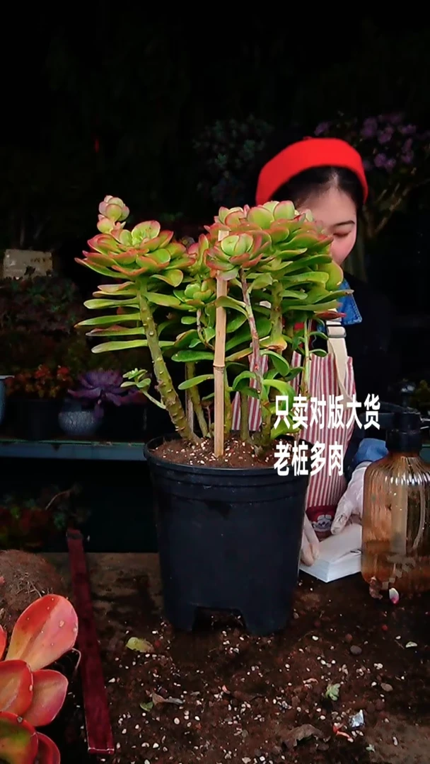 【闪购商品】超大红梅1号