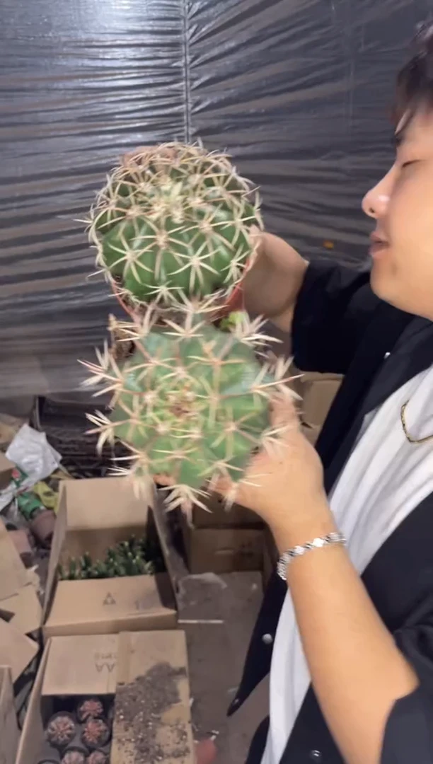 实生根 大锦云+大龙云 8-10cm