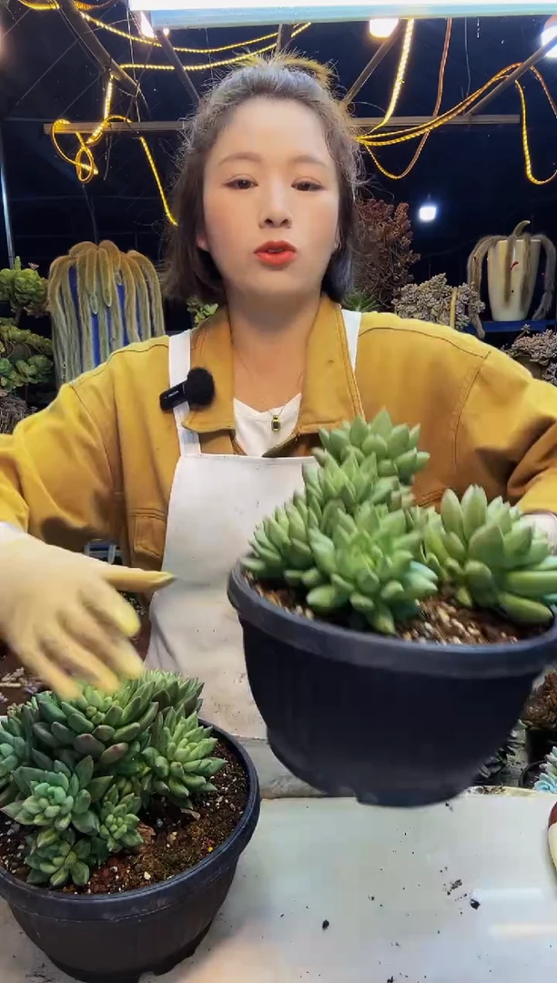 米其林大群脱土包邮