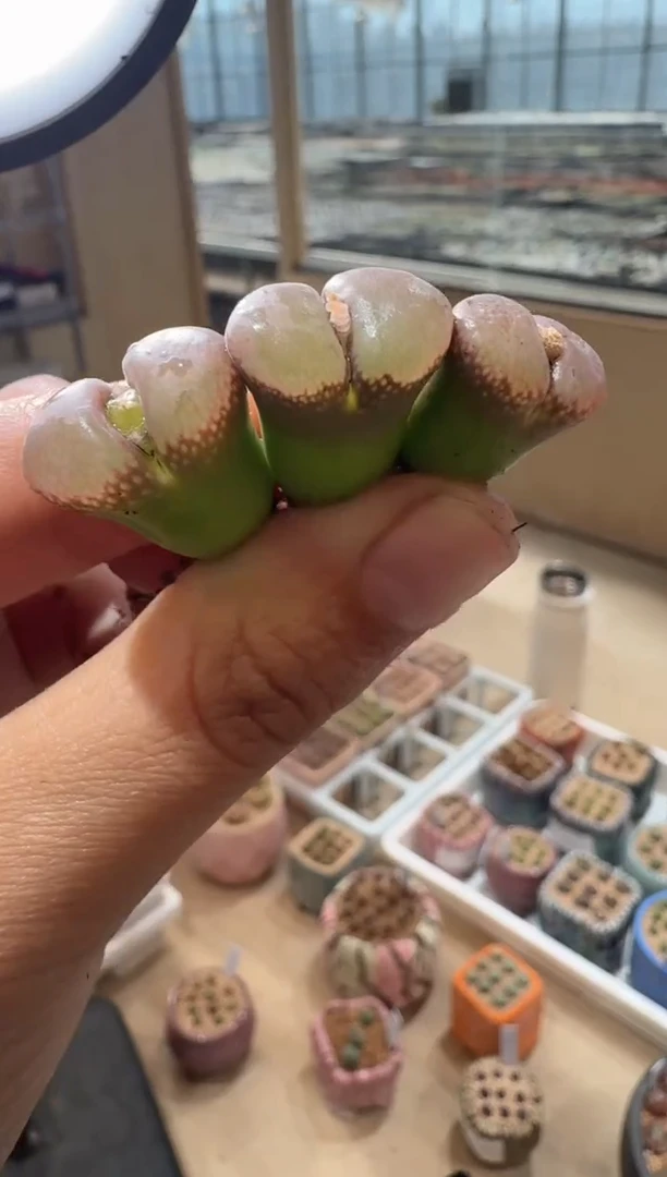 157多肉植物肉锥一颗