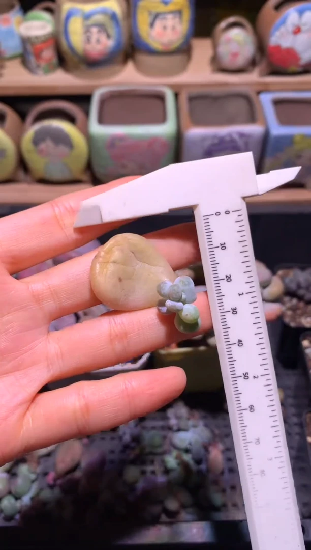 黄油油煎叶插苗1