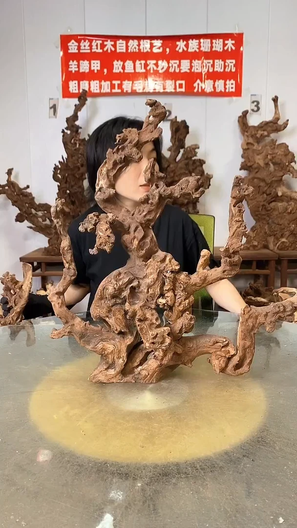 香榧木秋**雨金丝红木   羊蹄甲