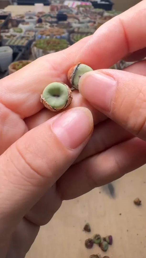 7-58多肉植物肉锥