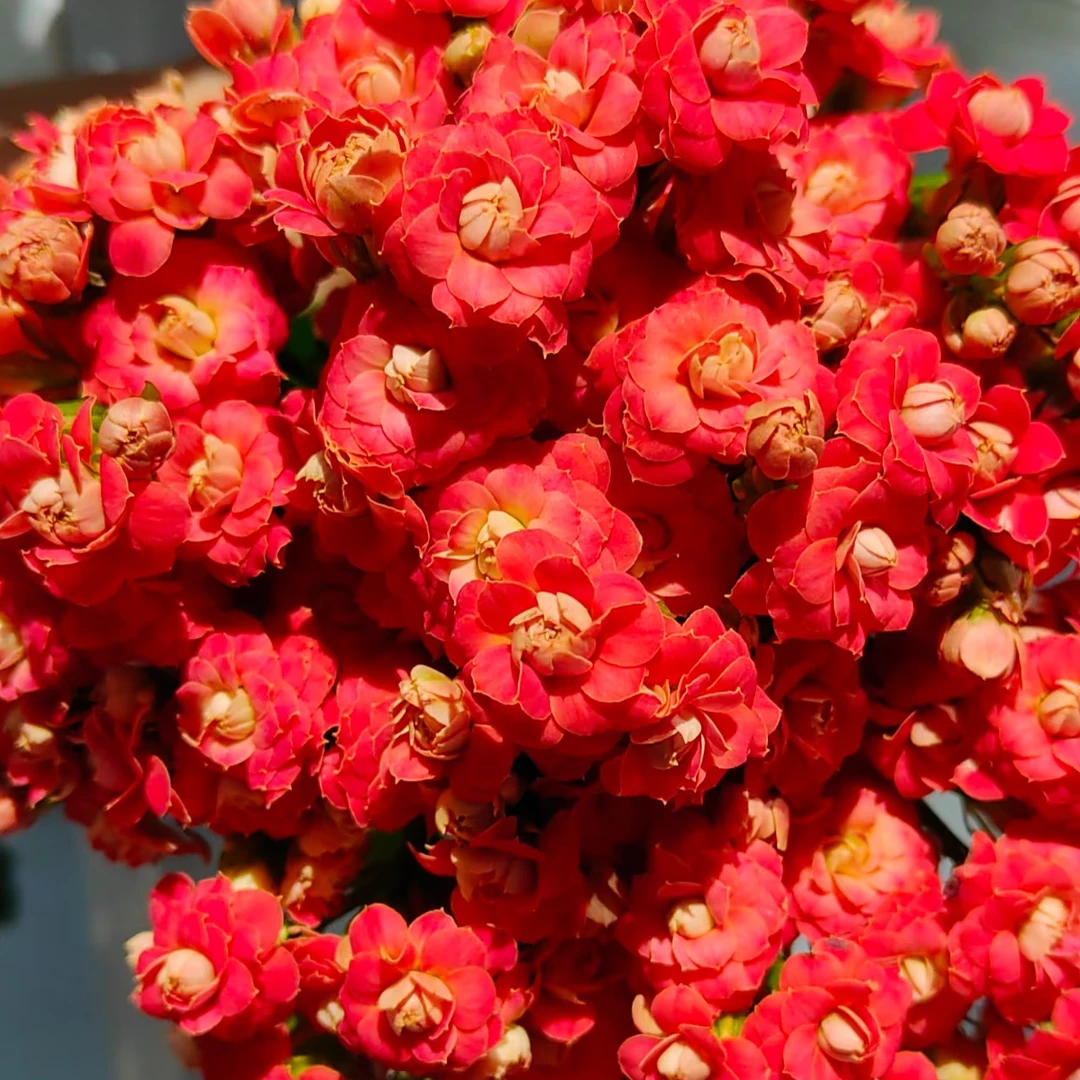 （110朱砂痣）基地直发一代种苗长寿 新手入门 室内懒人花盆栽