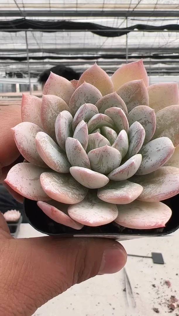 【闪购商品】新款多肉-60