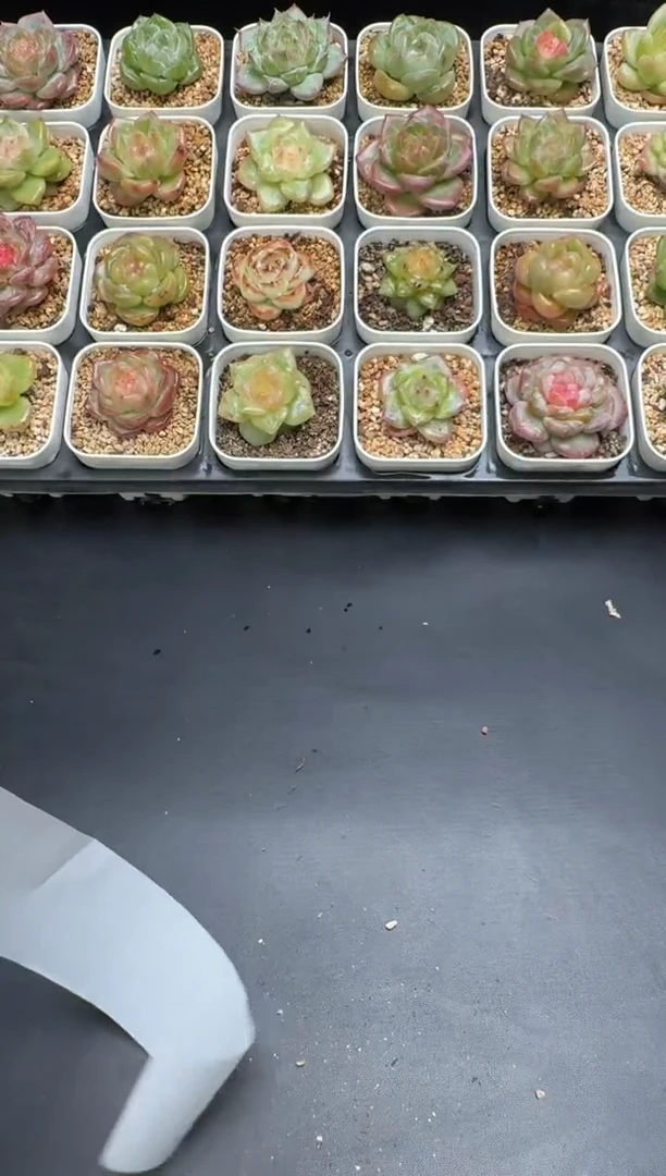 摆***.046G云禹多肉植物 脱土纸巾打包 3颗包邮