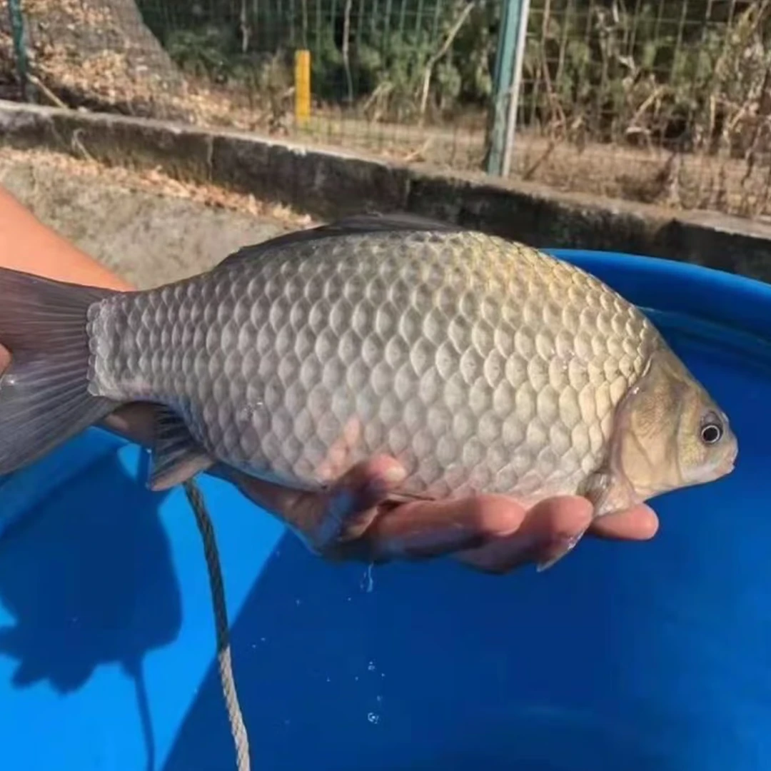 彭泽鲫鱼 彭泽大鲫 白鲫 宠物水族活体观赏鱼
