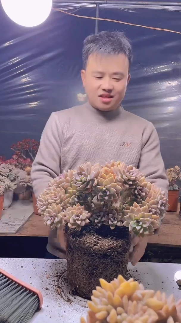 【闪购商品】缀化325