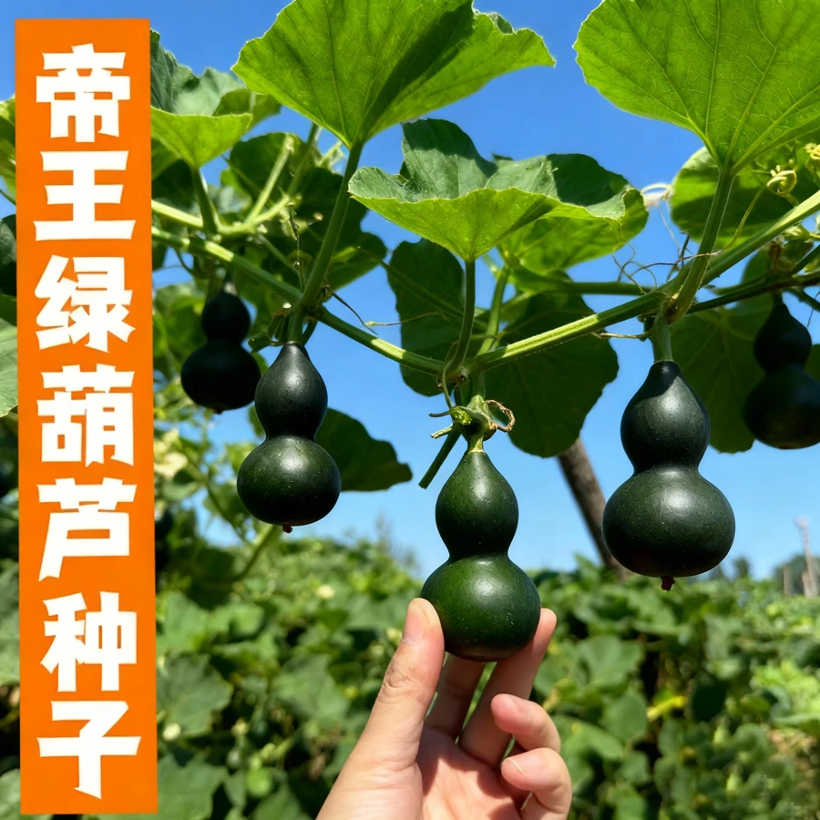 新品种墨绿葫芦种子 翠绿葫芦 翡翠手捻葫芦帝王绿葫芦种子葫芦苗