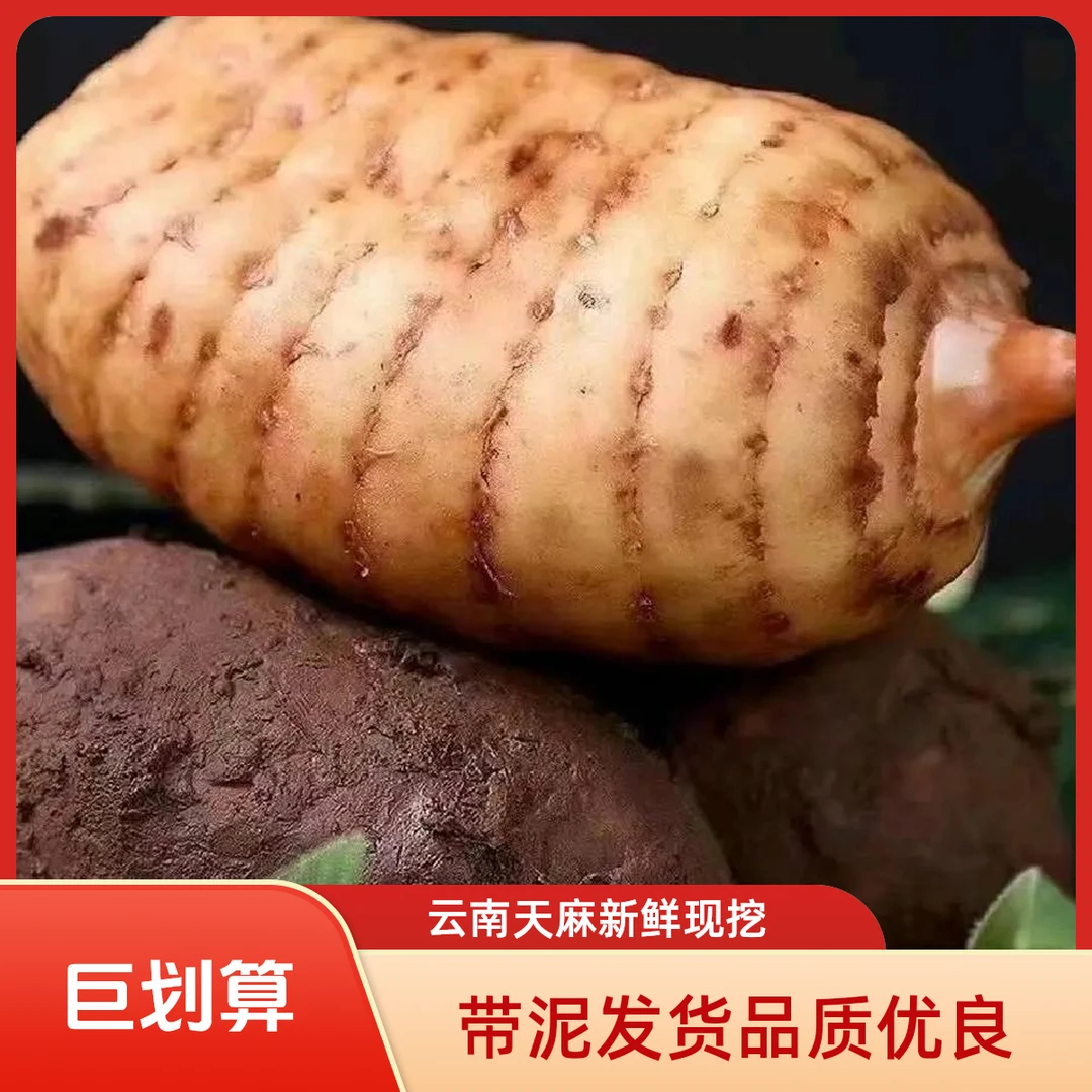 天麻新鲜云南昭通小草坝现挖带泥发货炖鸡煲汤天麻正宗野外种植林