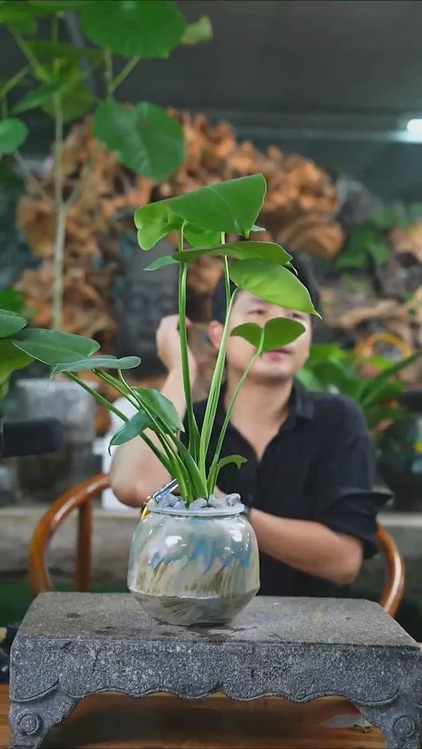 完全开放龟背249T