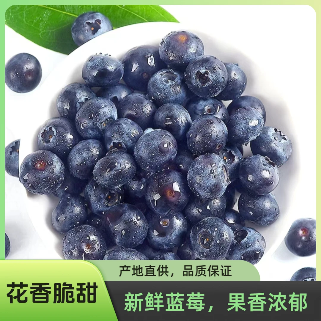 （大果）蓝莓15mm+香甜饱满  原产地现摘现发 蓝莓新鲜口感脆甜