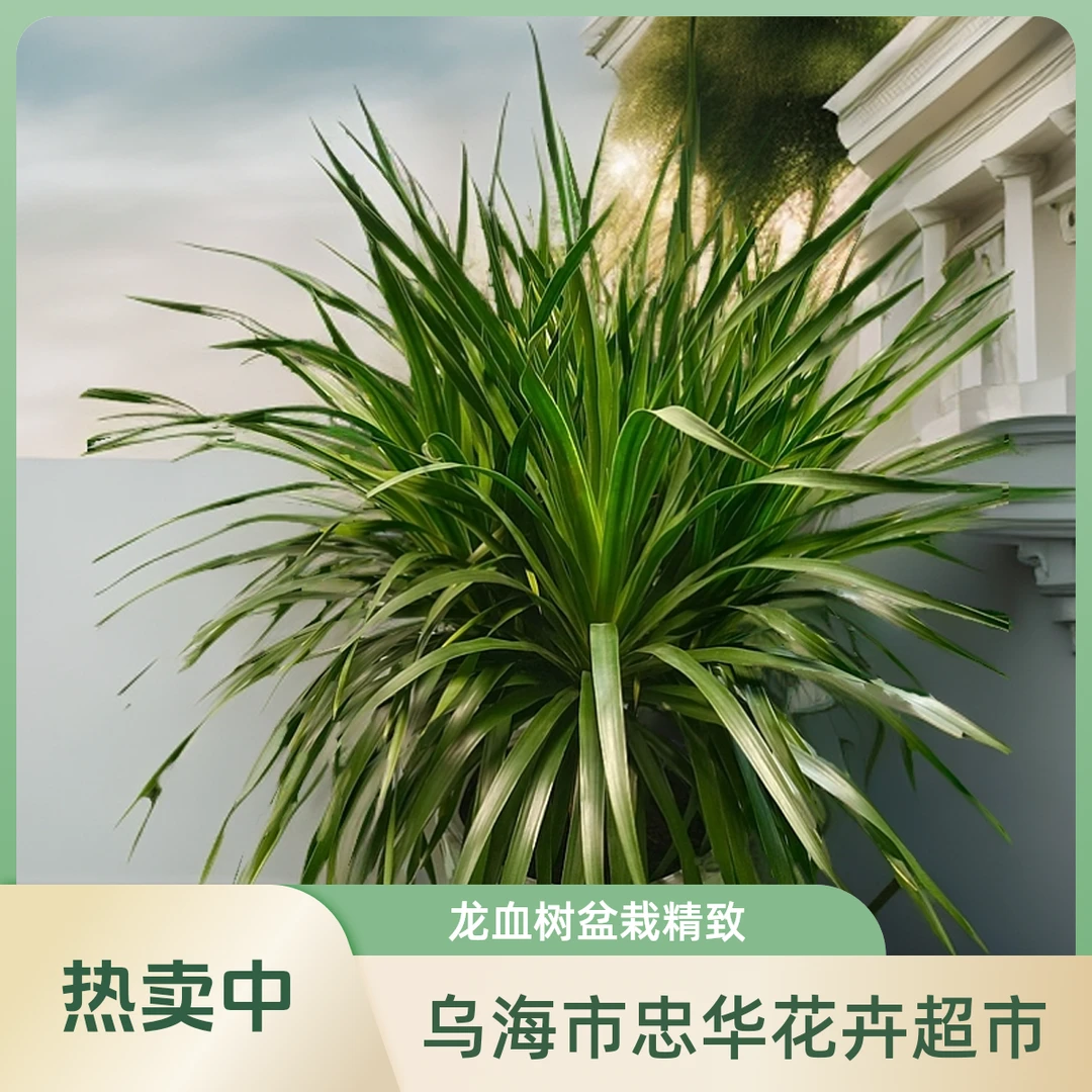 【龙血树】龙须树多头龙血树龙铁树室内客厅盆栽花卉植物办公室盆景.【花高约1.5m、冠幅约0.8m】