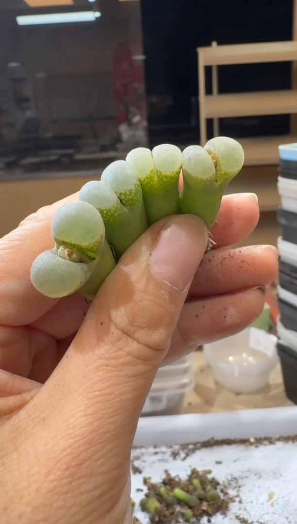 14-488多肉植物肉锥