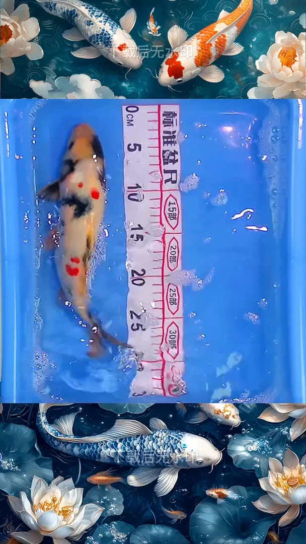 海水鱼锦鲤观赏鱼冷水淡水21