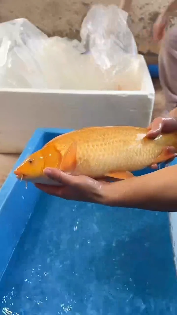 锦鲤锦鲤太饱芥子锦鲤35cm-45cm不包公母 不包邮到付 包损