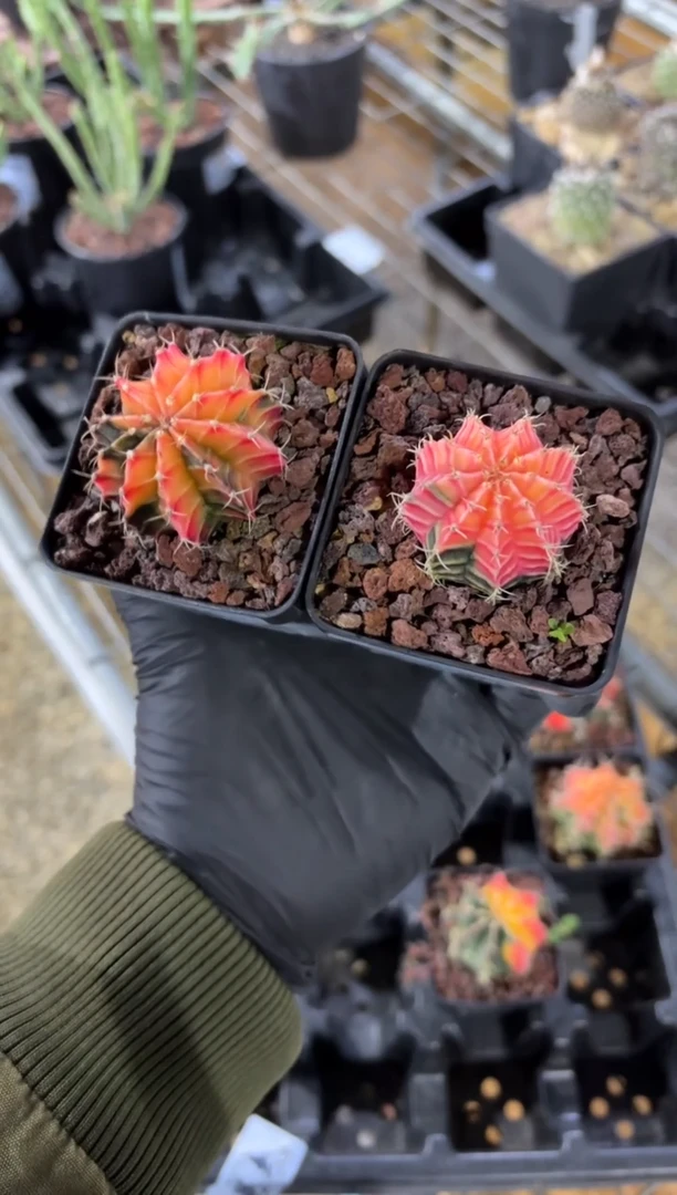 绯*嘻米哈锦FC-7655+7760