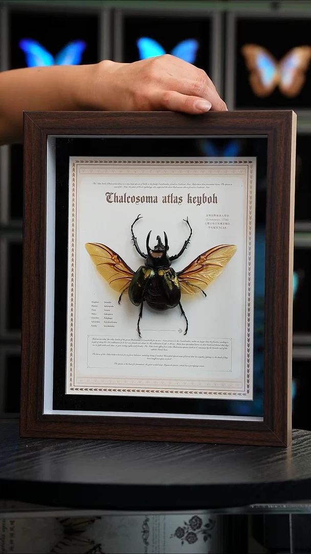 南洋大兜cak标本摆件H814