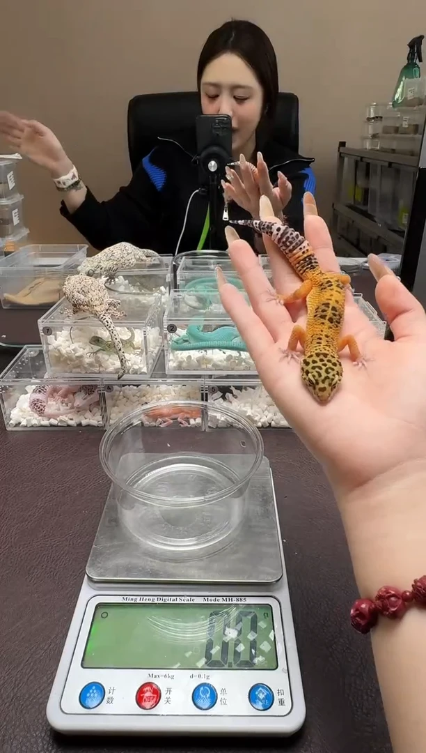 豹纹守宫鳞与尾 Scale Tail 爬宠B55