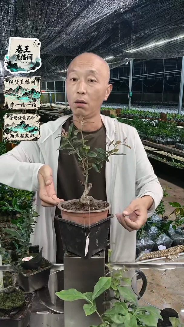 金弹子品种027血钻 大苗