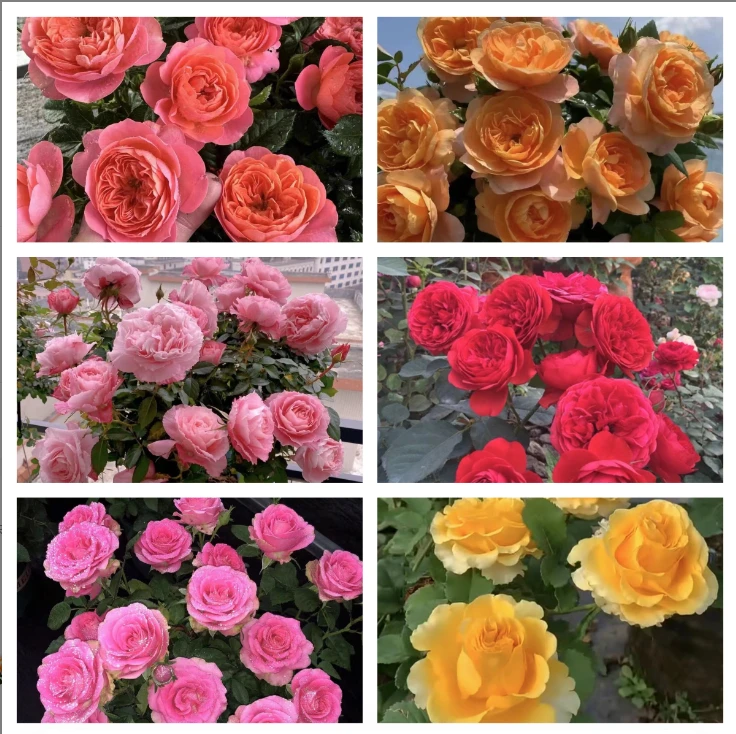 月季花苗一加仑盆 好养四季开花带花苞