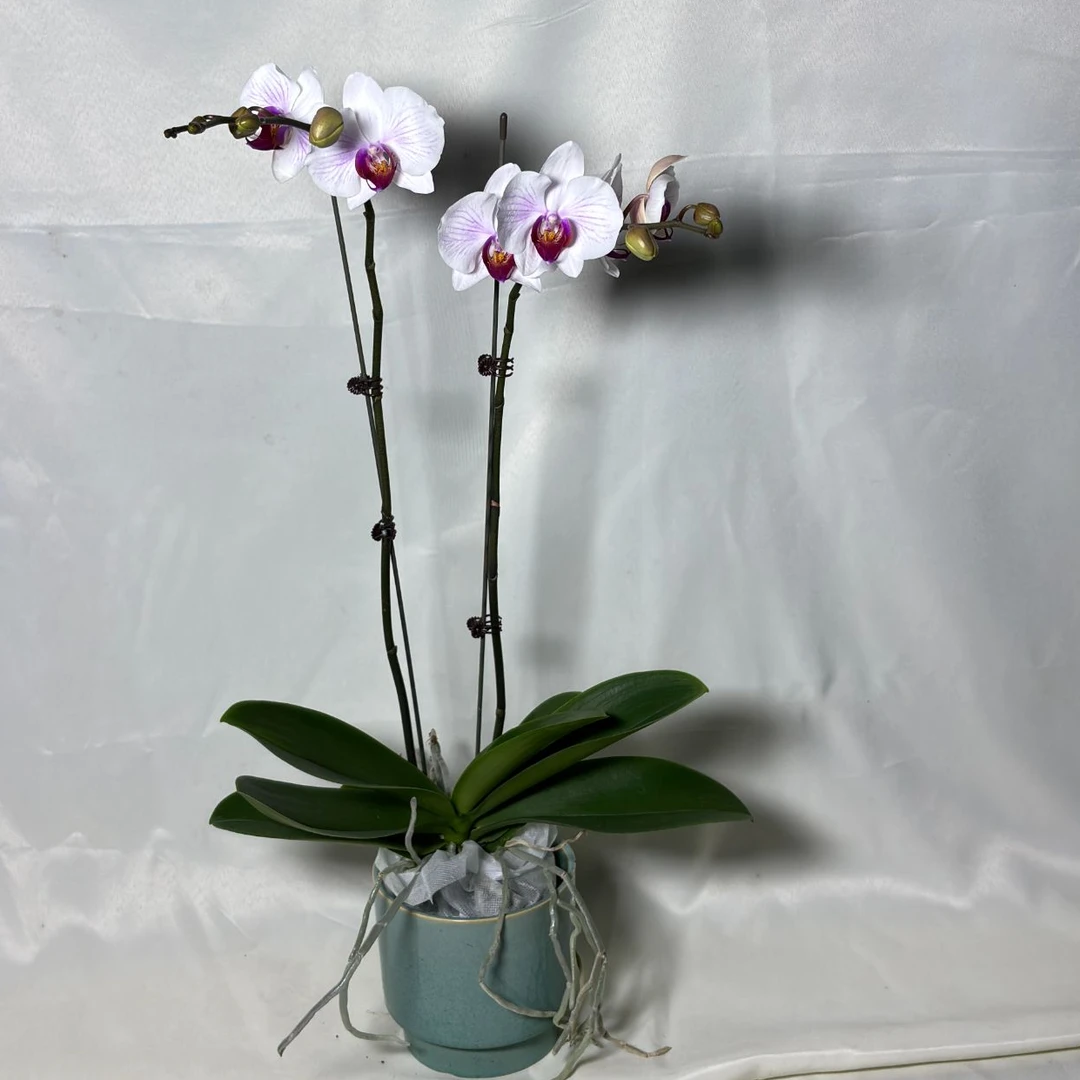 刚刚好蝴蝶兰（蝴蝶兰丹佛双带花带花苞）开花珠发货