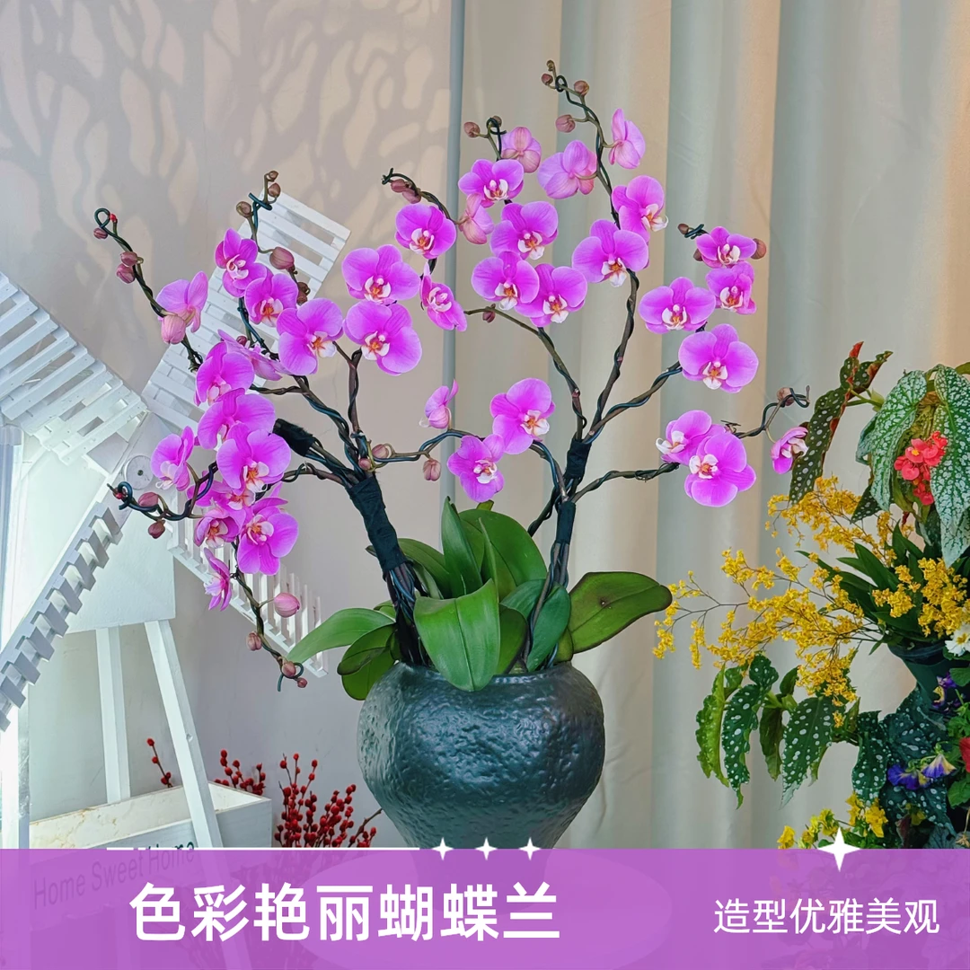【八方来财】蝴蝶兰组盆造型好养活年宵居家阳台四季可养多年生客厅