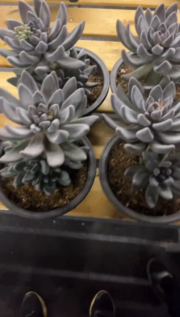 紫丽殿