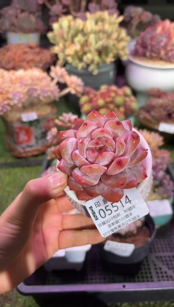 【闪购商品】05514脱土带盆