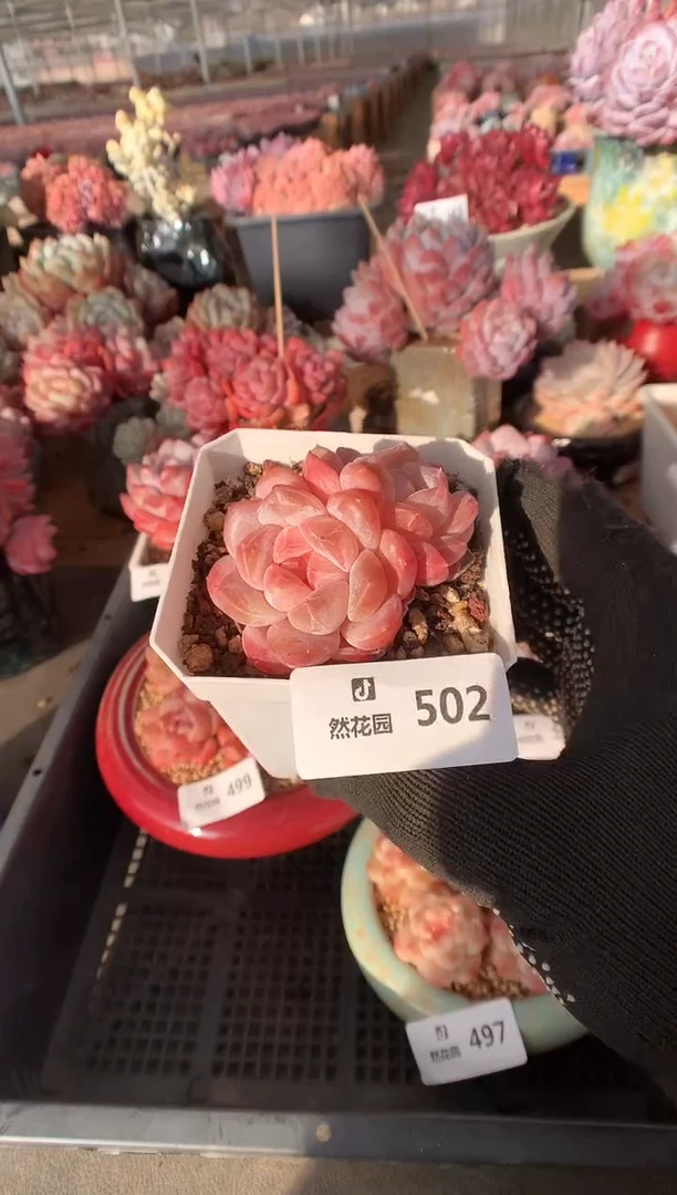 502冰魄多肉植物一物一拍