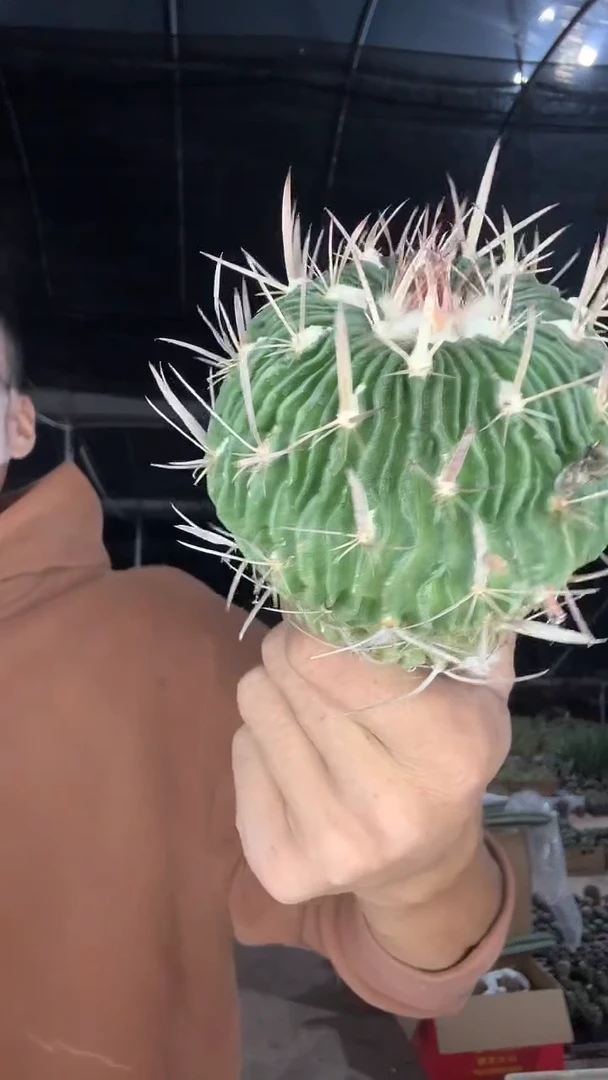 实生短刺振武玉9.99