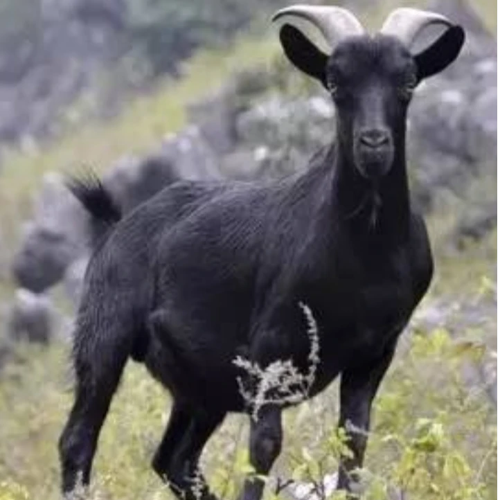 直播间改价链接马山黑山羊肉（非标）顺丰包邮