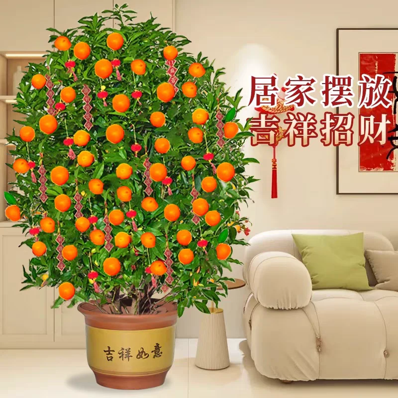 艺园美石树一物一拍链接