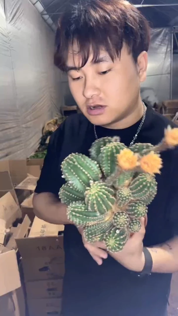 多头 黑金刚【带根】不指定带花苞