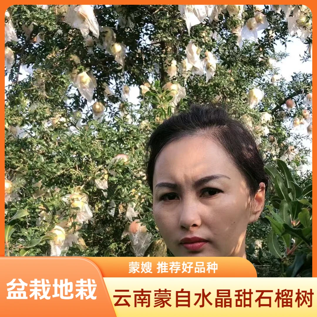 [水晶石榴树]云南蒙自水晶甜石榴树盆栽地栽南北方适合种植