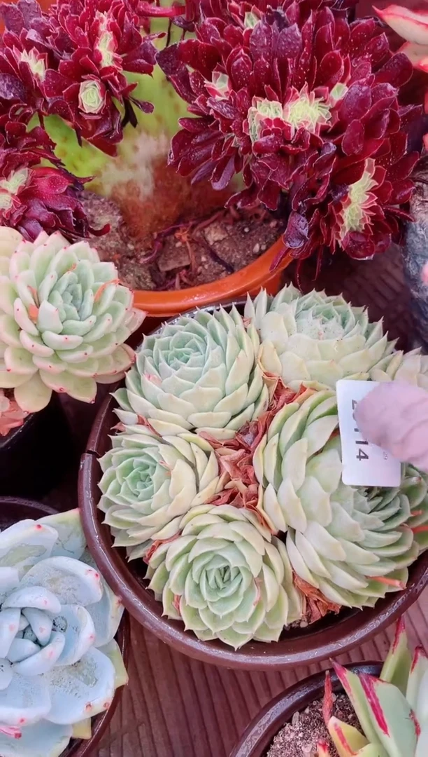 29114多肉植物一物已拍