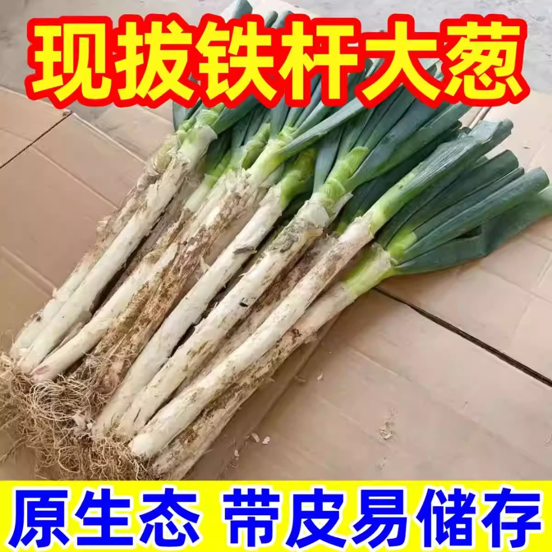 现挖现发新鲜大葱山东大葱新鲜蔬菜清脆爽口易储存可生吃可炖炒F