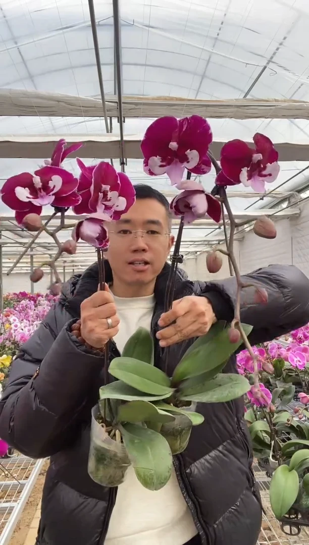 1棵宾利蝴蝶兰闪购