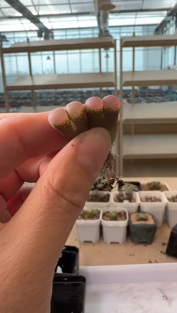 24-184多肉植物肉锥