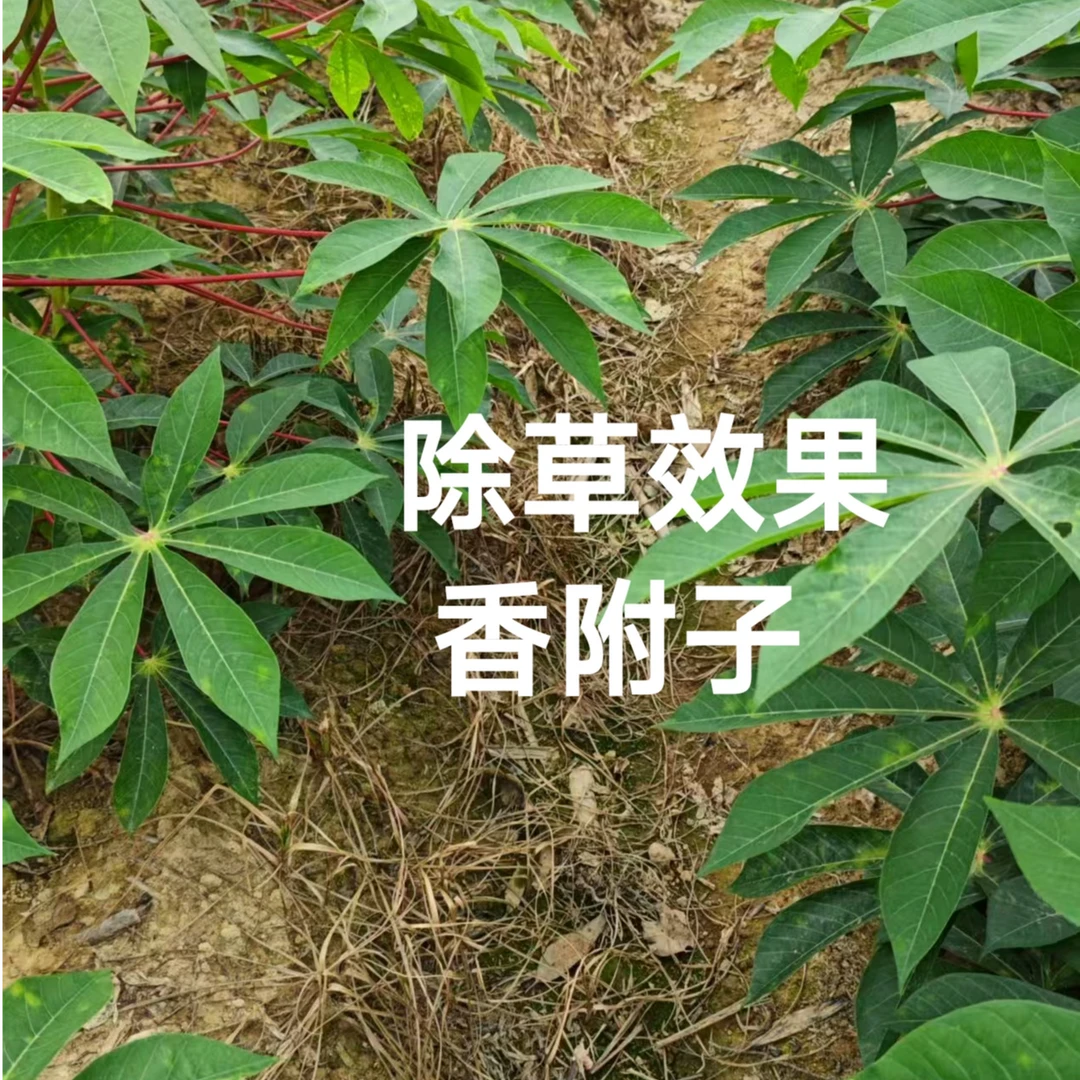 木薯地定向除草剂禾阔莎通用
