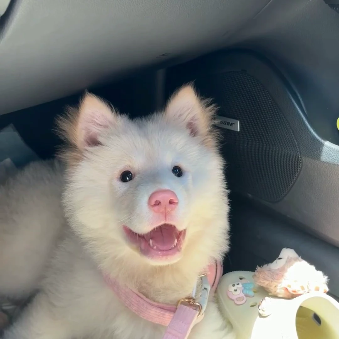 中华田园犬白土松幼仔