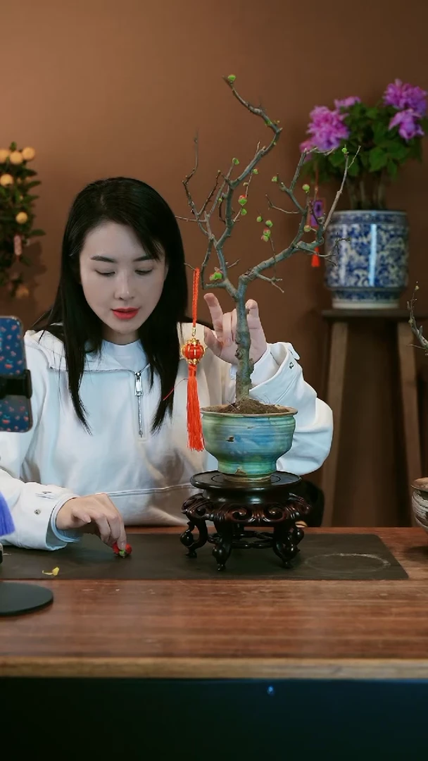 【闪购商品】盆景海棠花