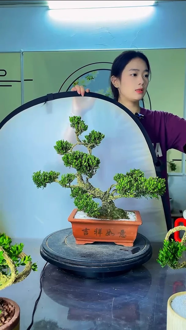 无花朵广东皱皮雀舌黄杨