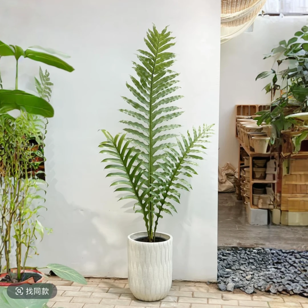 简约王冠蕨小众格调室内好种好养懒人植物